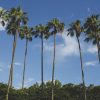 palm trees in orlando florida